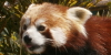 Firefox