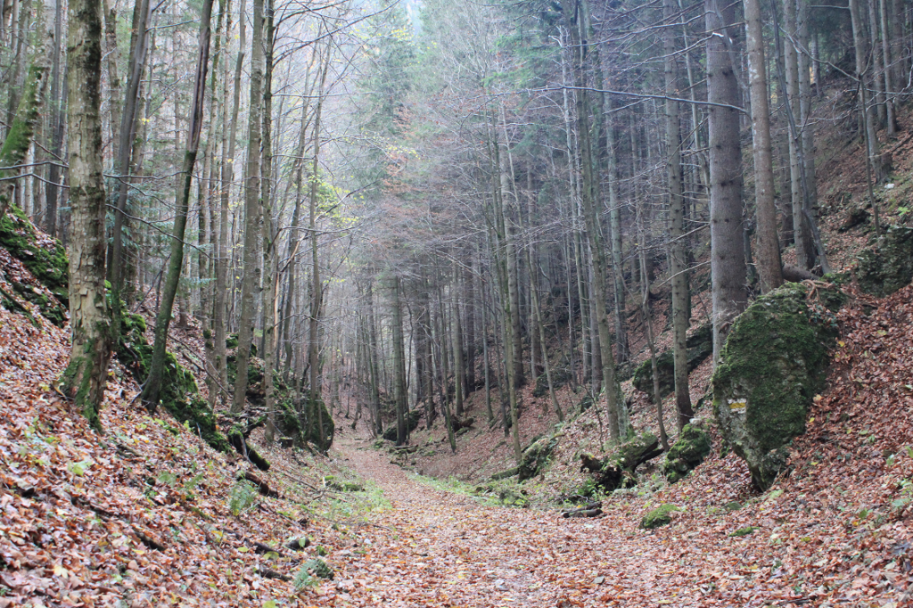Der Waldweg knapp vor der Eng