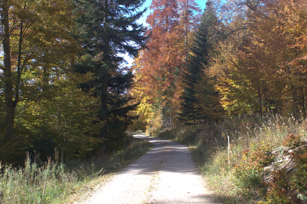 Abbildung 10:
      Am Ende des Waldweges kommt man dann auf diesen Güterweg, auf dem es hinaufgeht zur Knofeleben 