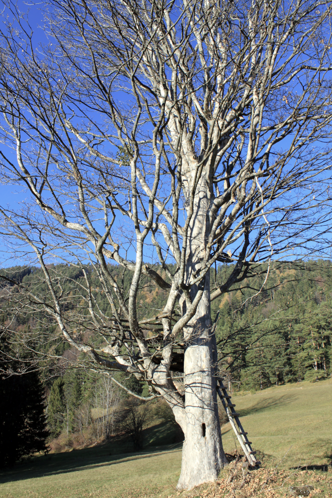 Abbildung 12: Baum ohne Herz, dafür aber mit Holzplateau, das aber schon etwas morsch war.